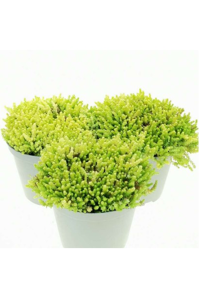 Очиток едкий Йеллоу Квин саженцы в горшке 3 л